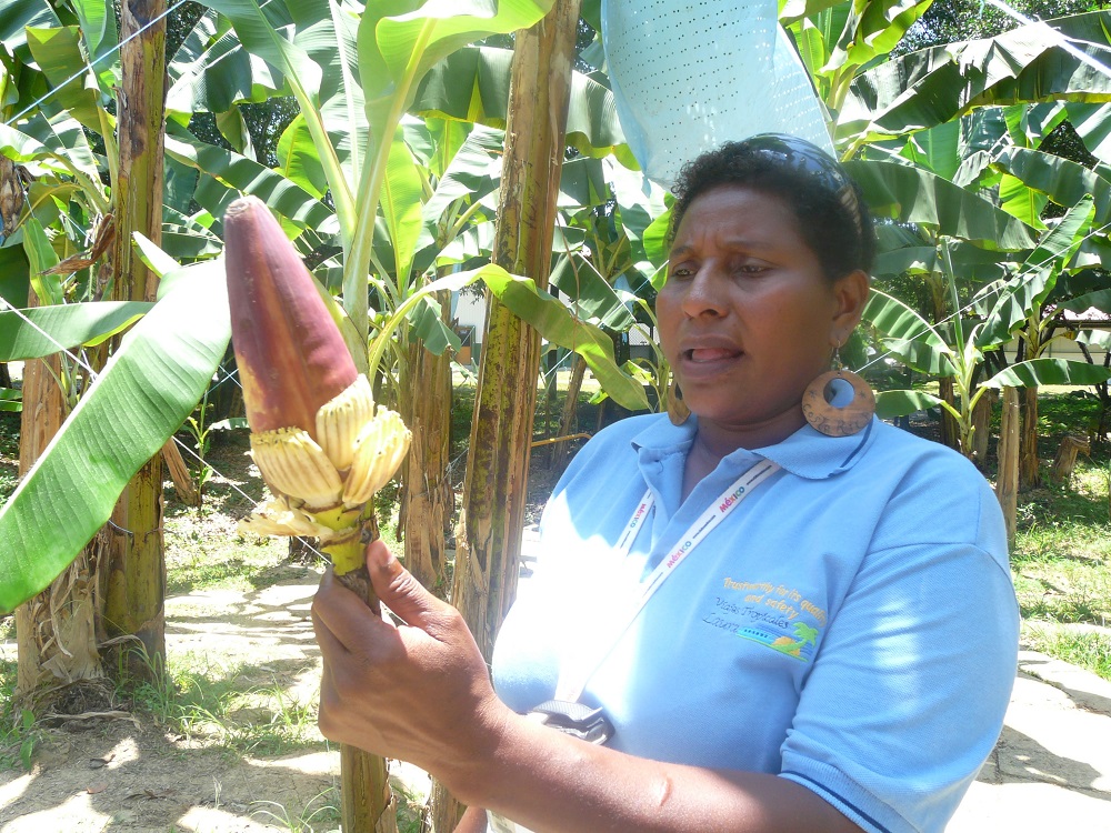 Бананов цвят в плантация в Коста Рика