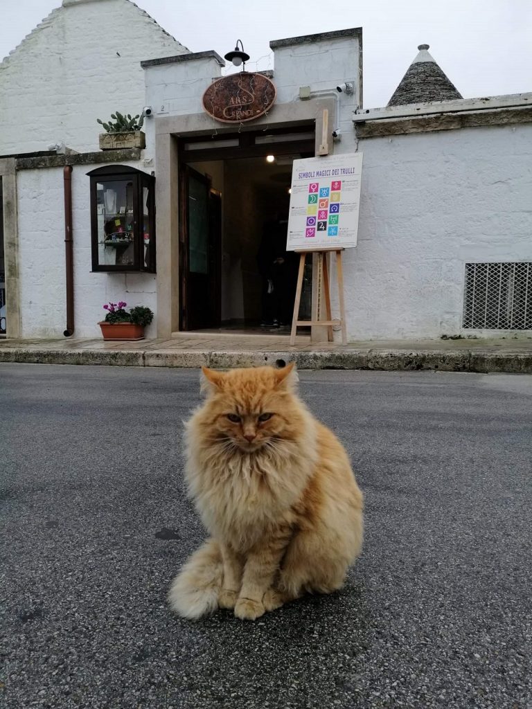 Котката е цар в Алберобело и изобщо в Италия.