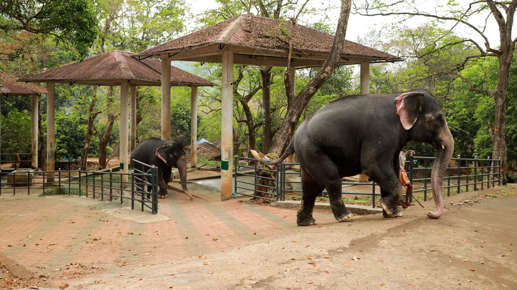 Konni Elephant Camp, Pathanamthitta