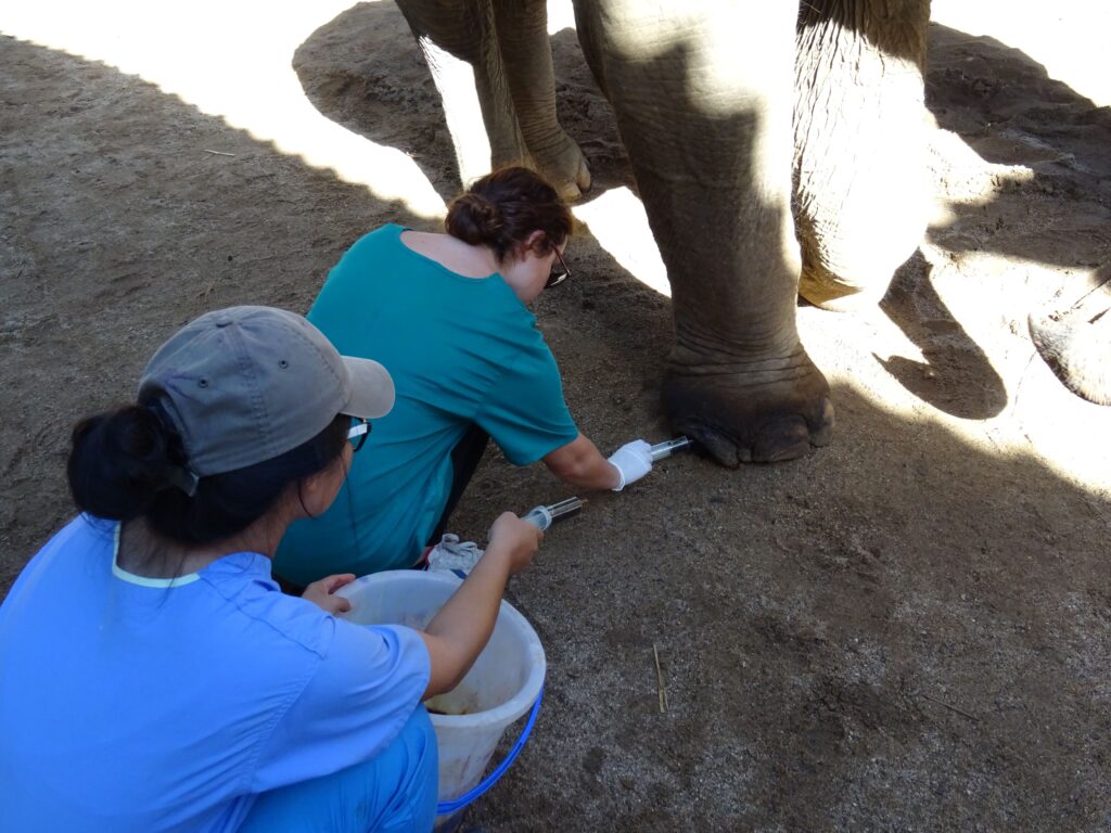 Екатерина Арсова прави педикюр на слон в Тайланд